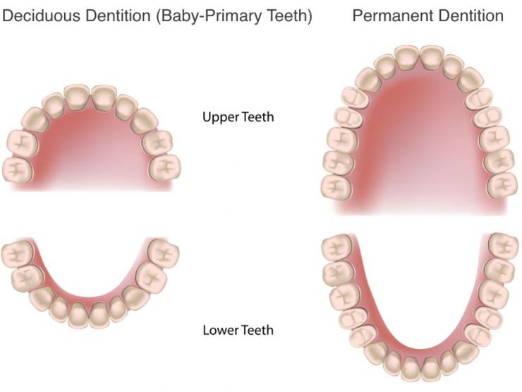 Phân biệt răng sữa và răng vĩnh viễn
